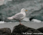 https://www.spitzbergen.de/?page_id=1381