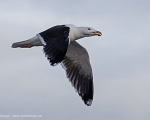 https://www.spitzbergen.de/?page_id=1385