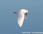 https://www.spitzbergen.de/?page_id=1391