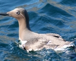 https://www.spitzbergen.de/?page_id=1406