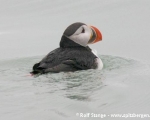 https://www.spitzbergen.de/?page_id=1424