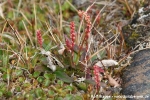 Knöllchenknöterich (Polygonum viviparum oder P. vivipara)