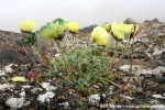 Svalbardmohn (gelbe Variante) (Papaver dahlianum)