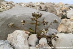 Gemeines Löffelkraut (Cochlearia officinalis oder C. groenlandica)