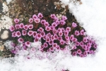 Roter Steinbrech (Saxifraga oppositifolia)