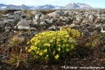 Fetthennensteinbrech (Saxifraga aizoides)