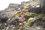 Nickender Steinbrech (Saxifraga cernua)