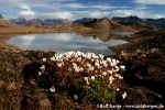 Rasensteinbrech (Saxifraga cespitosa)