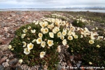 Silberwurz (Dryas octopetala)