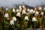 Vierkantiges Heidekraut (Cassiope tetragona)