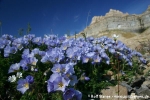 Nördliche Jakobsleiter (Polemonium boreale)