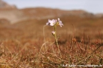 Polarschaumkraut (Cardamine nymanii)