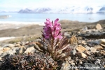 Wolliges Läusekraut (Pedicularis lanata)