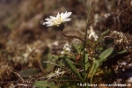 Arktischer Löwenzahn (Taraxacum arcticum)