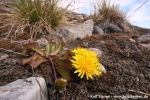 Polarlöwenzahn (Taraxacum brachyceras)