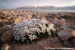 Wimpersandkraut (Arenaria pseudofrigida)