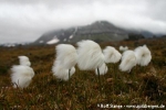 Scheuchzers Wollgras (Eriophorum scheuchzeri)