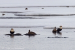 Spitzbergen Juni 2012