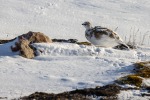 220916a_Faksevaagen_023_D