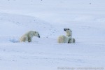 220916b_Hingstsletta_74_D