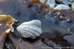 220921c_Skansbukta_21_D