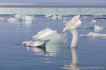 180812b_Brasvellbreen_116_D