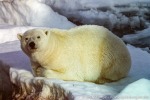 PolarBear_Erik-Eriksen_Aug02_01_D