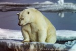 PolarBear_Erik-Eriksen_Aug02_27_D