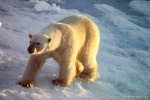 PolarBear_Erik-Eriksen_Aug02_57_D