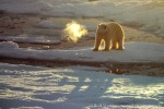 PolarBear_Erik-Eriksen_Aug02_59_D