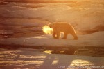 PolarBear_Erik-Eriksen_Aug02_60_D