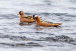 190607a_Eidembukta_79_D