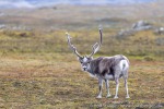 220725e_Eidembukta_23_D