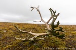220808b_Daudmannen_037_D