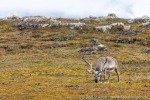220808b_Daudmannen_143_D