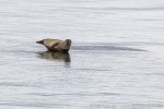 220809a_Engelskbukta_60_D