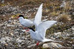 220809b_Ny-Alesund_78_D