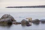 210816c_Jyplingane_0055_D