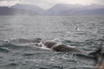 220824b_Isfjord_03_D