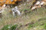 220717c_Ossian-Sarsfjellet_117_D