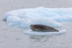 220720c_Monacobreen_06_D