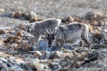 220721a_Kvalrosshalvoya_054_D