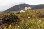 220723c_Bockfjord_20_D