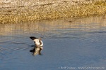 220903c_Nordre-Russeoya_112_D