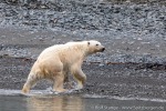 220812b_Carolusbukta_182_D