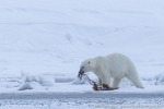 220505d_Ymerbukta_38_D