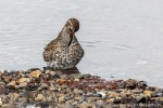 220506b_Kapp-Wijk_113_D