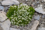 170703a_Buedelfjellet_158_D