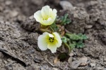 170703a_Buedelfjellet_162_D