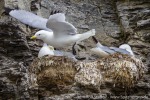 170703a_Buedelfjellet_350_D